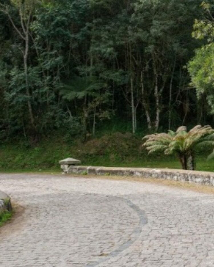 Corpo Em Decomposi O Encontrado S Margens Da Estrada Da Graciosa