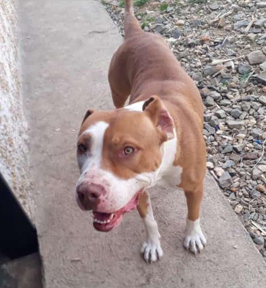 Cachorra Desaparece No Nossa Sra. Das Graças E Dono Tenta Encontrá-La 325373671 1161549091010540 5590519904201085651 N Cachorra Desaparece No Nossa Sra. Das Graças E Dono Tenta Encontrá-La