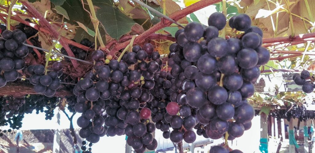 527Dad48 4637 41F3 8D78 6B788738B35F Da Uva Pro Vinho: O Milagre Da Transformação Aos Olhos De Israel Guariza
