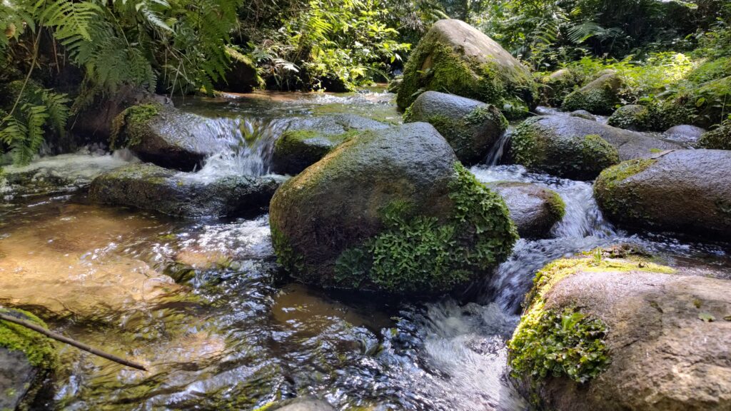 Parque Estadual De Campinhos, Em Tunas, Abre Os Portões Para A População Img 20230208 095545429 Hdr 1 Parque Estadual De Campinhos, Em Tunas, Abre Os Portões Para A População