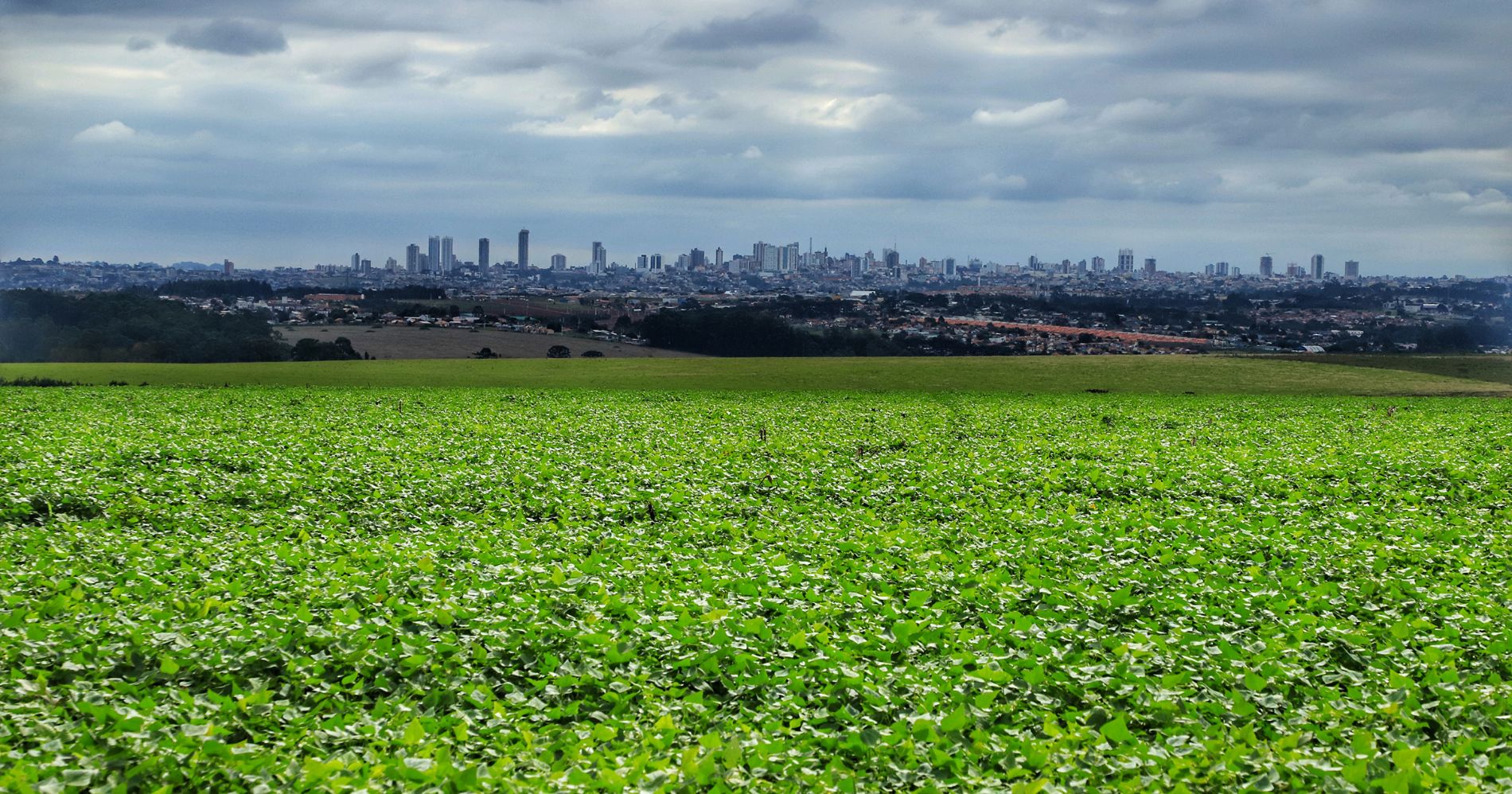Safra de grãos 2022/2023 no Paraná deve atingir 46,6 milhões de toneladas, com crescimento de 37%