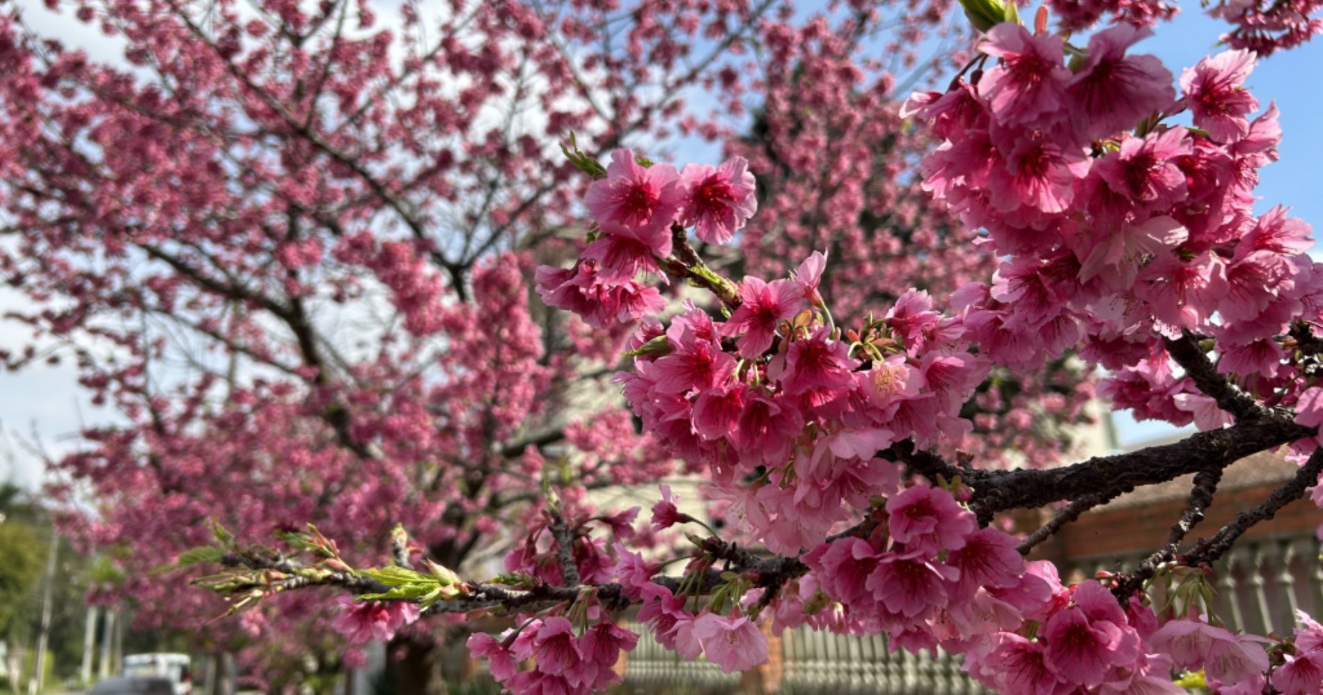 Beleza das cerejeiras do Japão encanta São José dos Pinhais em concurso fotográfico