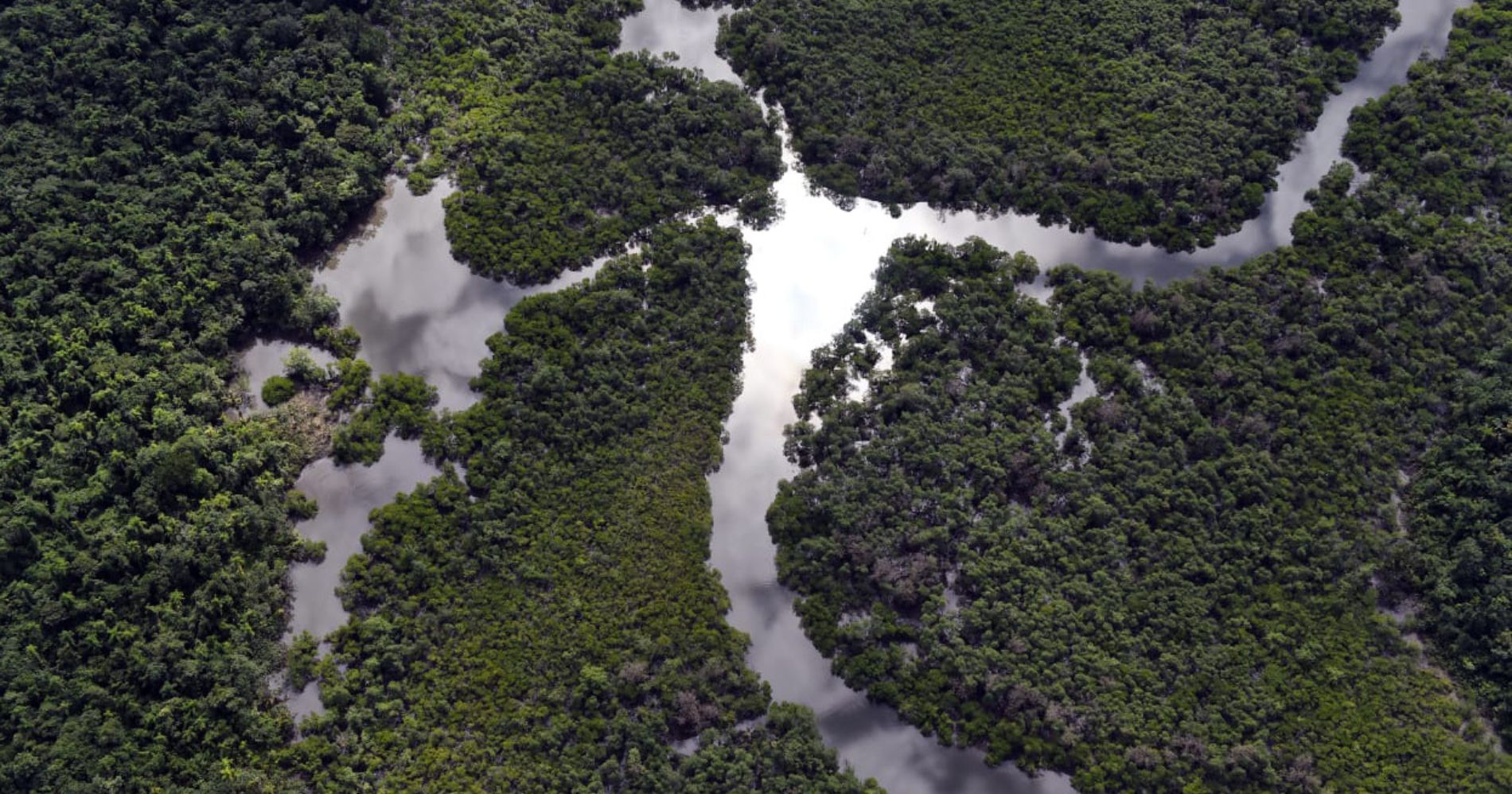 Paraná se destaca com queda de 54% no desmatamento da Mata Atlântica