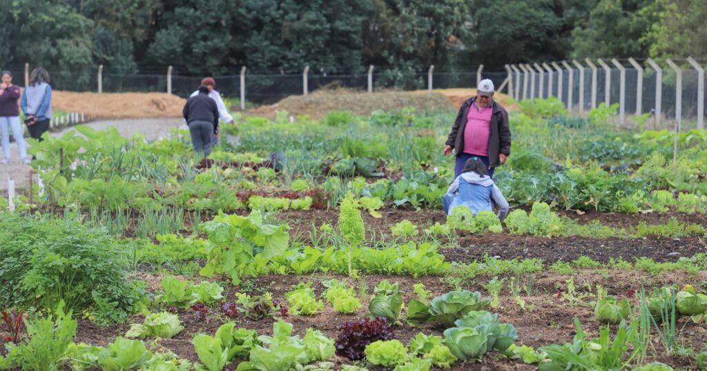 Prefeitura Lança Programa De Hortas Comunitárias E Já Implanta O Primeiro Projeto No Jardim Água Doce