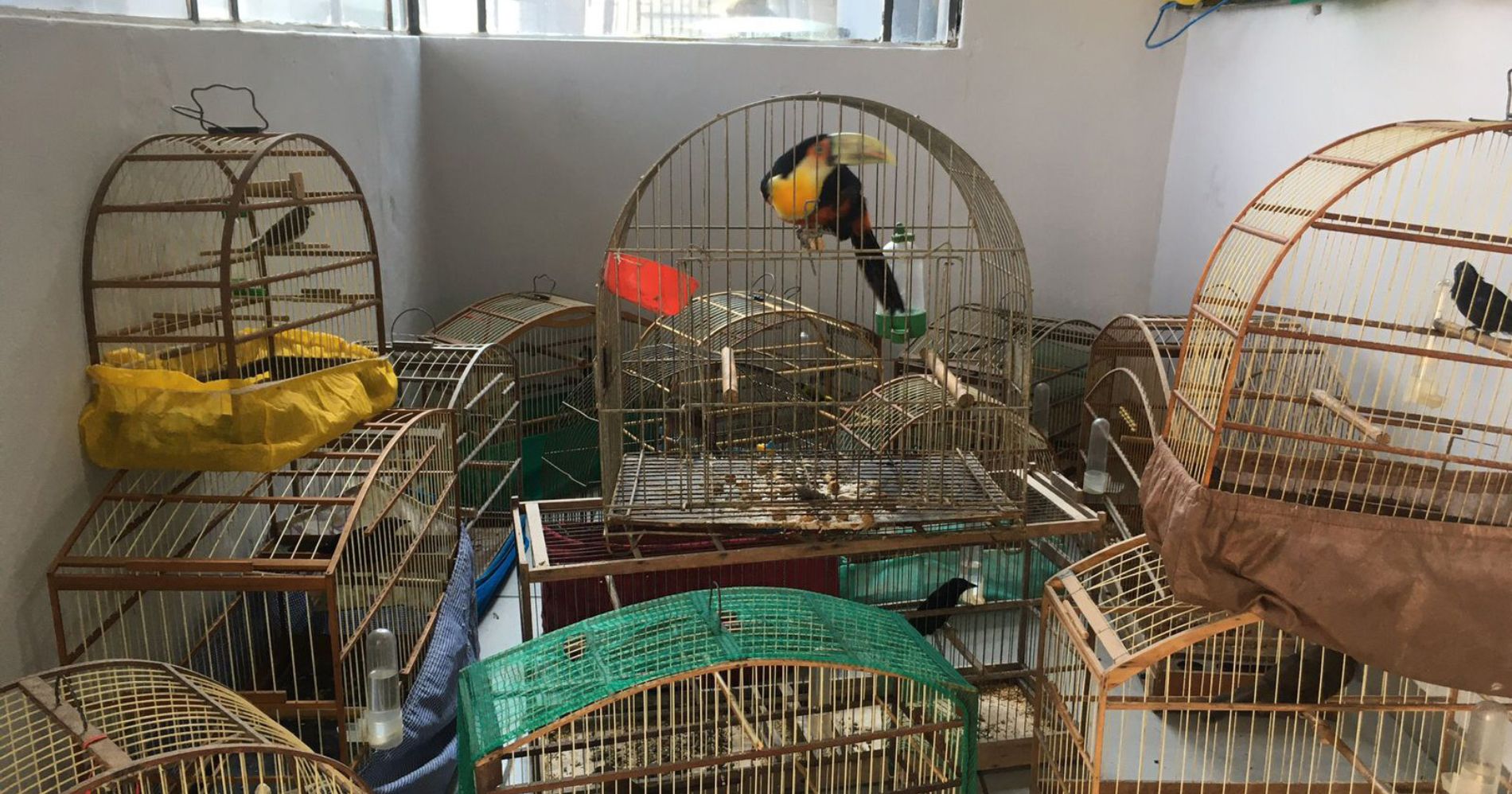 IAT realiza resgate de 20 aves silvestres maltratadas em Rio Branco do Sul