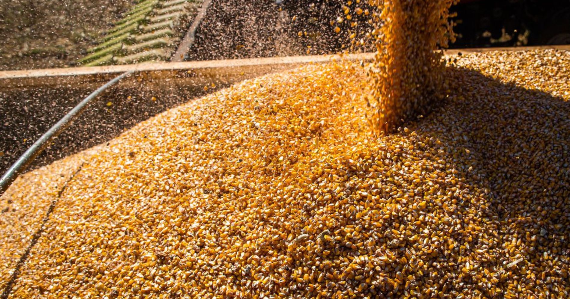 Queda na produtividade média aponta para redução na safra de grãos