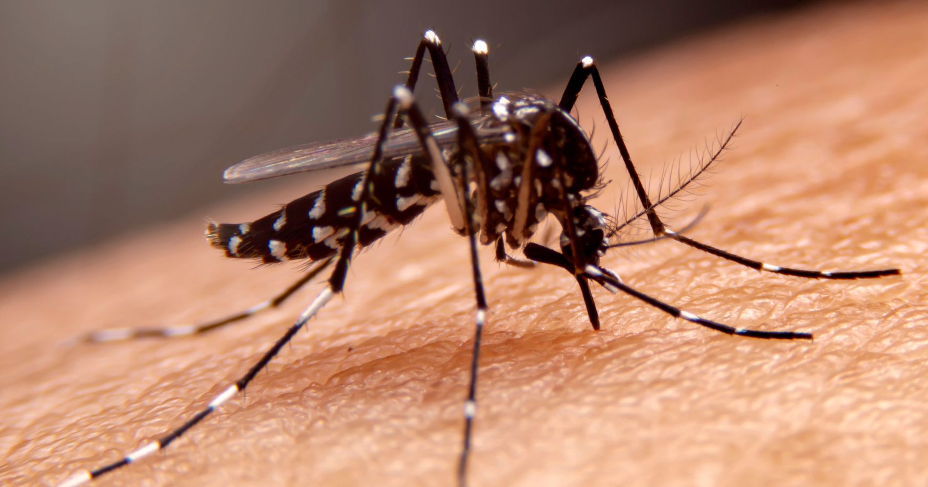 Londrina registra o segundo maior número de casos de dengue no Paraná; veja os números