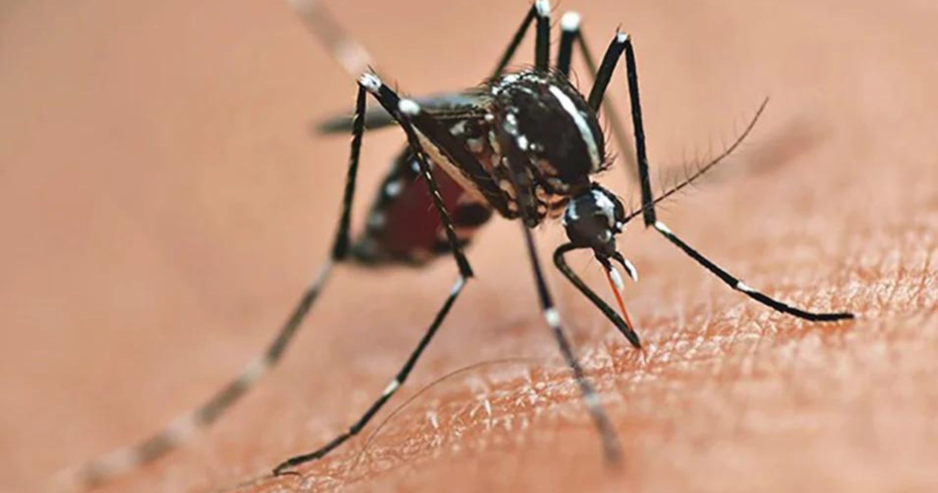 Paraná registra mais de 3 mil casos de dengue com 418 novas confirmações