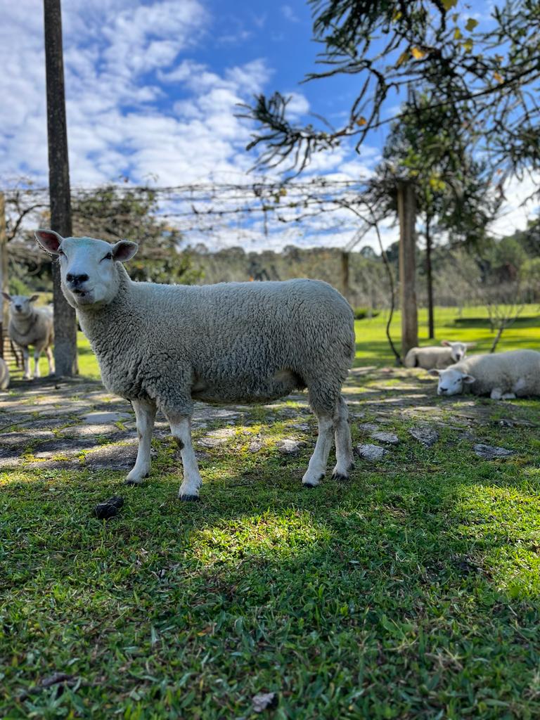 Cabanha E Vinícola Vão Unir Gastronomia E Enoturismo Em Campina Grande Do Sul O Espaco Conta Com Um Rebanho Puro Da Raca Texel E Controles De Qualidade Impares Cabanha E Vinícola Vão Unir Gastronomia E Enoturismo Em Campina Grande Do Sul