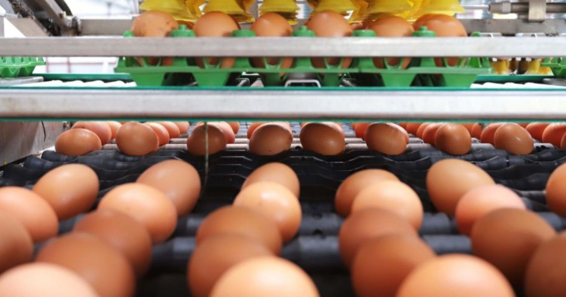 Paraná amplia produção de ovos em 2023 e alcança a segunda posição no Brasil