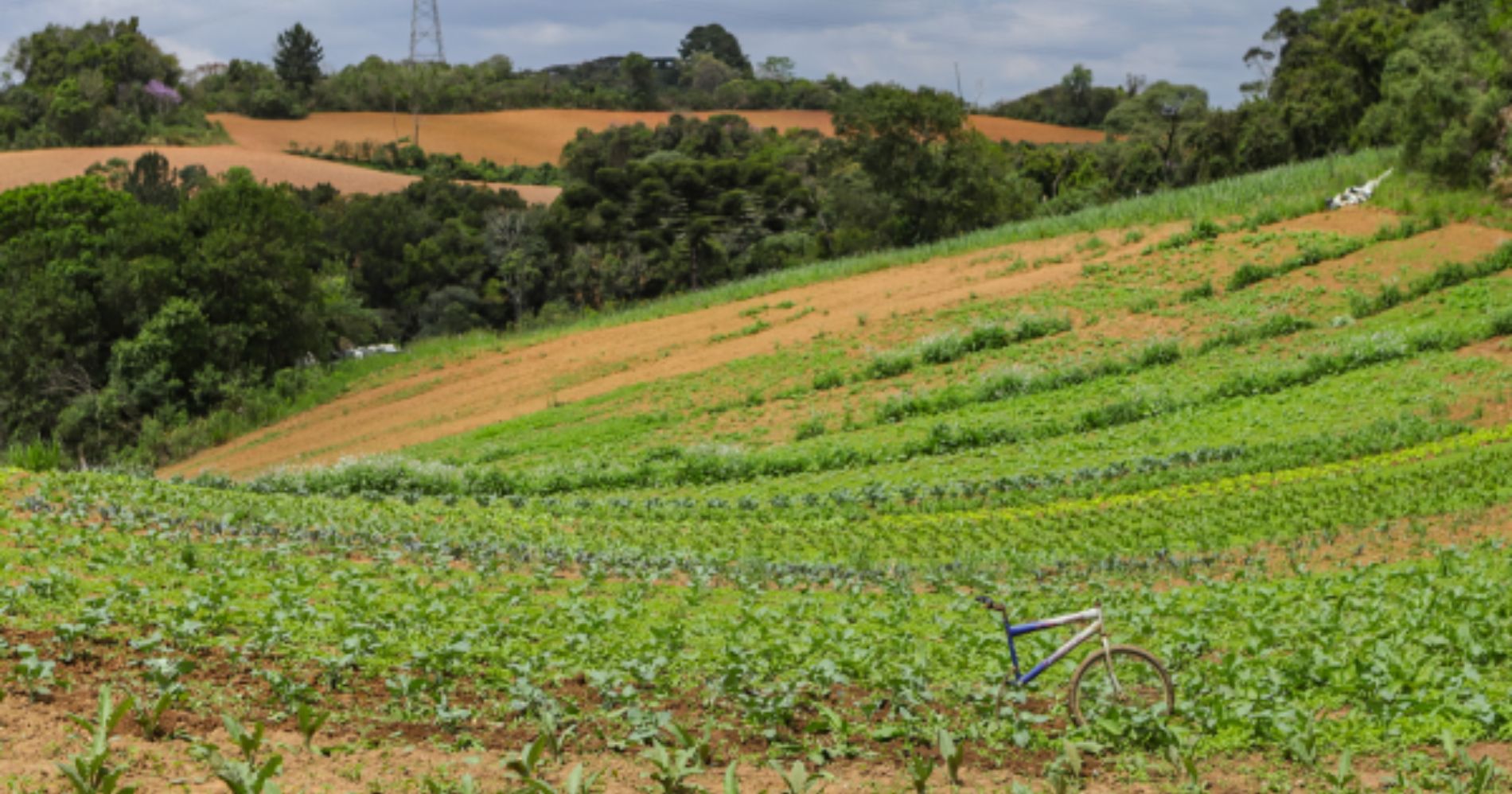 Paraná encerra 2023 como o maior produtor de orgânicos do Brasil