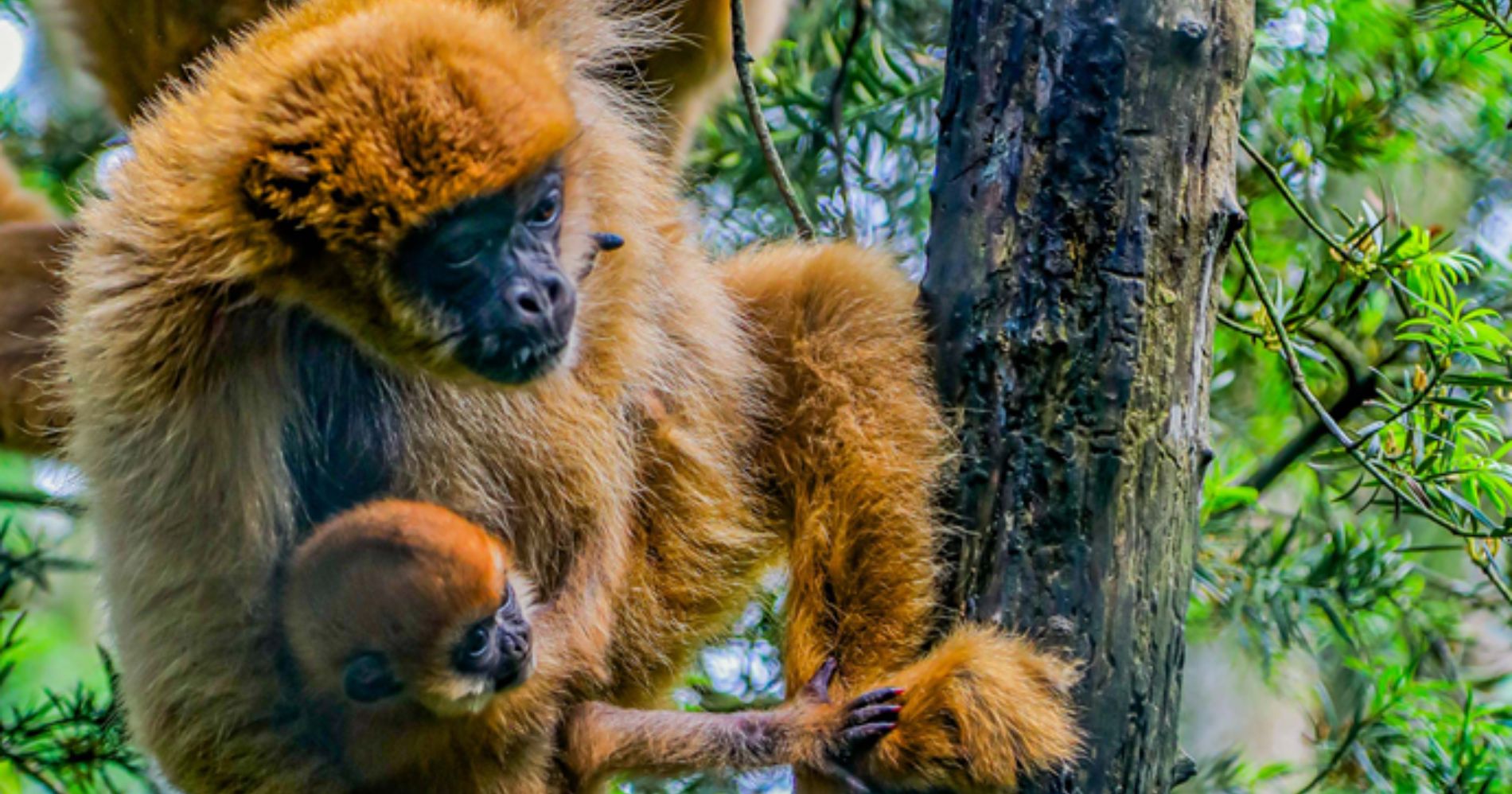 Zoológico de Curitiba oferece programação gratuita de férias para crianças