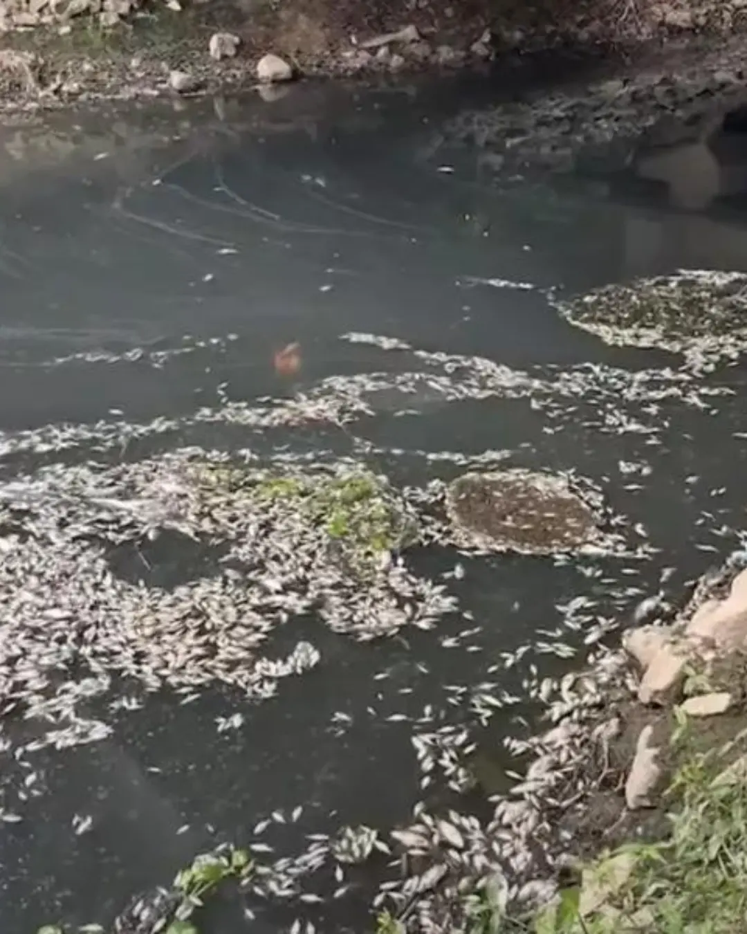Imagem de destaque - Poluição no rio Miringuava resulta em morte de peixes em São José dos Pinhais
