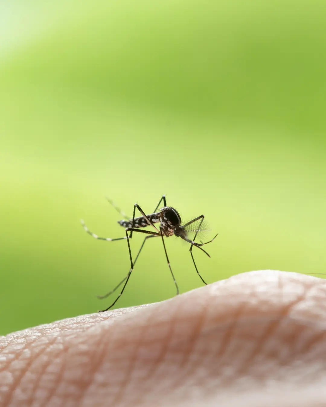 Imagem de destaque - Ponta Grossa decreta estado de emergência por causa do crescimento de casos de dengue.