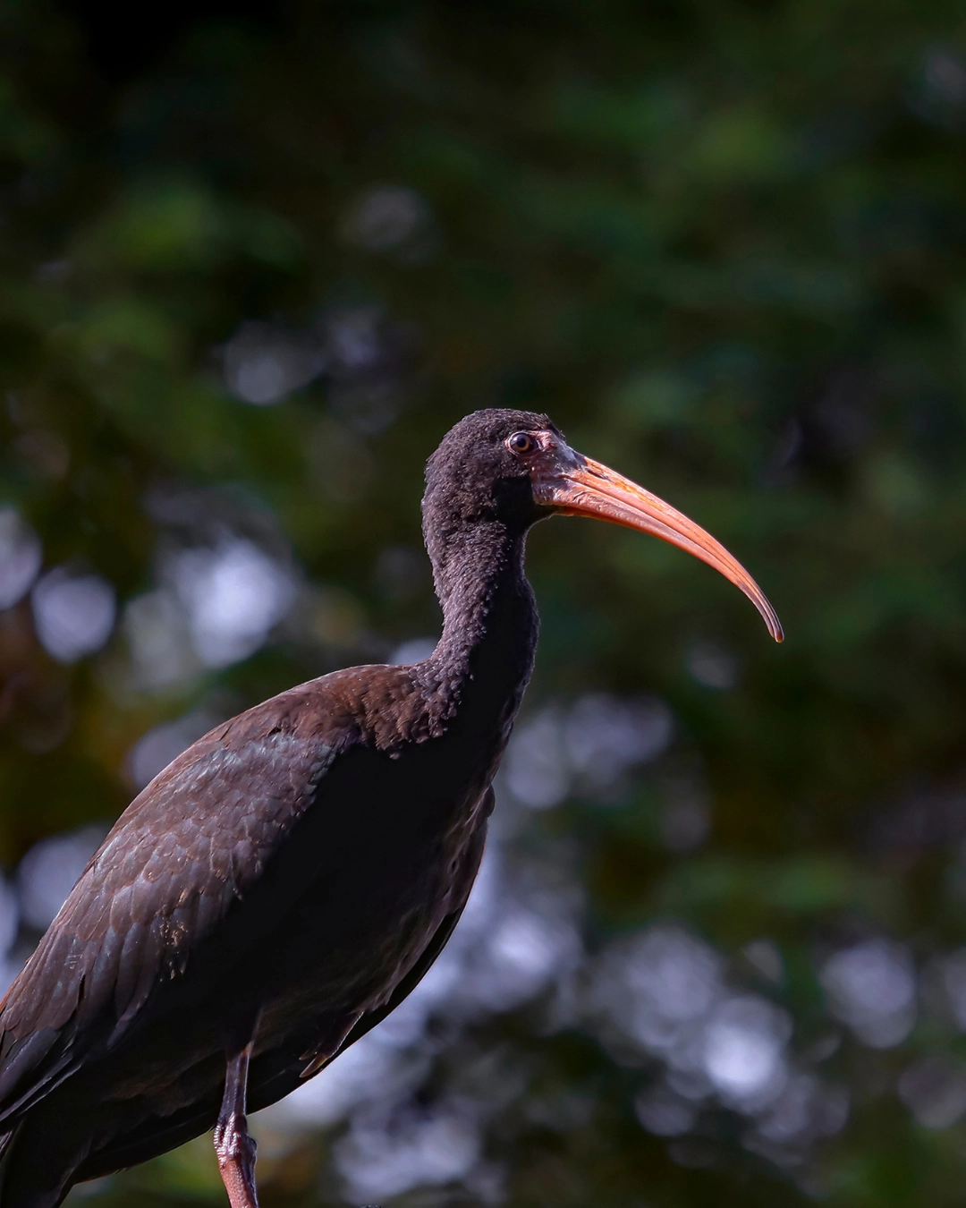 Imagem de destaque - Araucária promove múltiplas iniciativas públicas voltadas à proteção ambiental