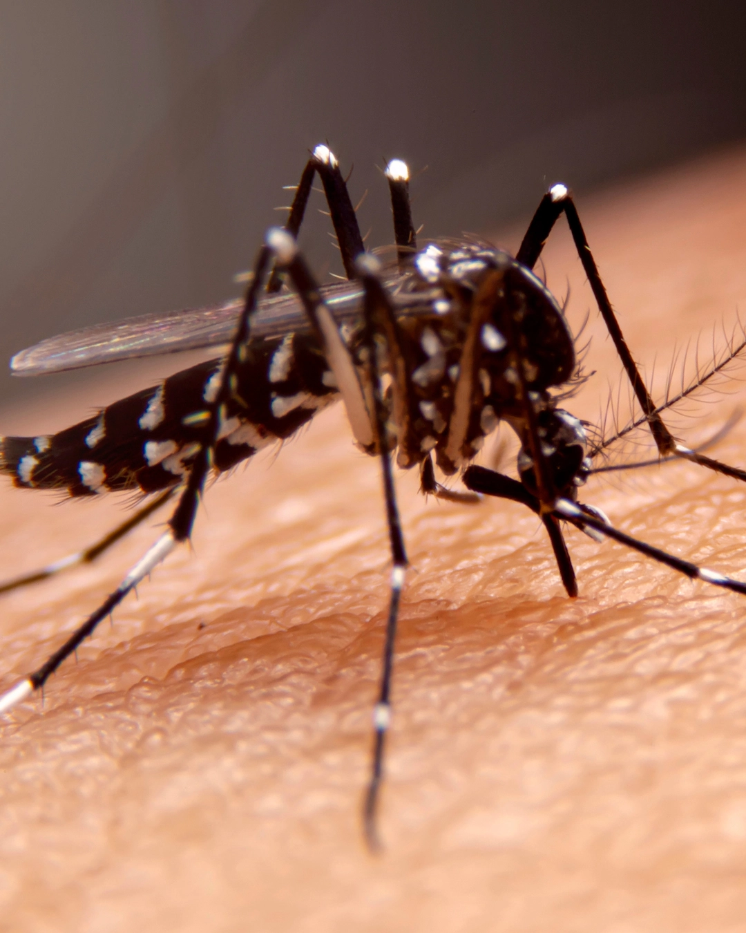Imagem de destaque - Saúde informa 25.028 novos casos de dengue e 46 óbitos adicionais no Paraná