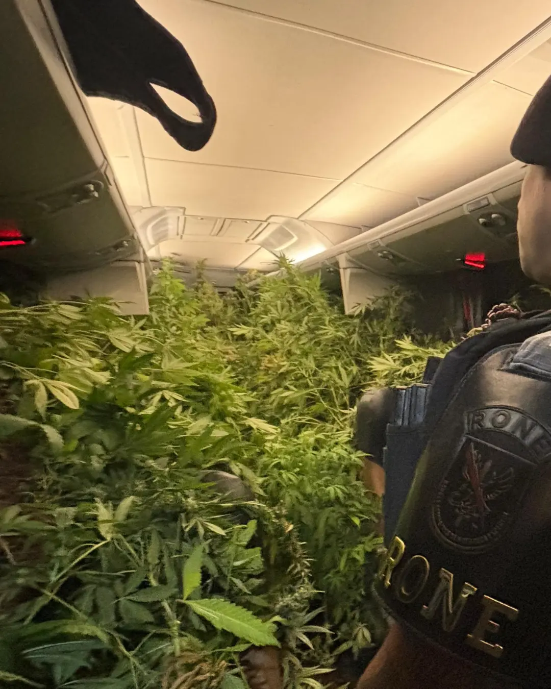 Operação policial em Campina Grande do Sul apreende estufa com 519 pés de maconha