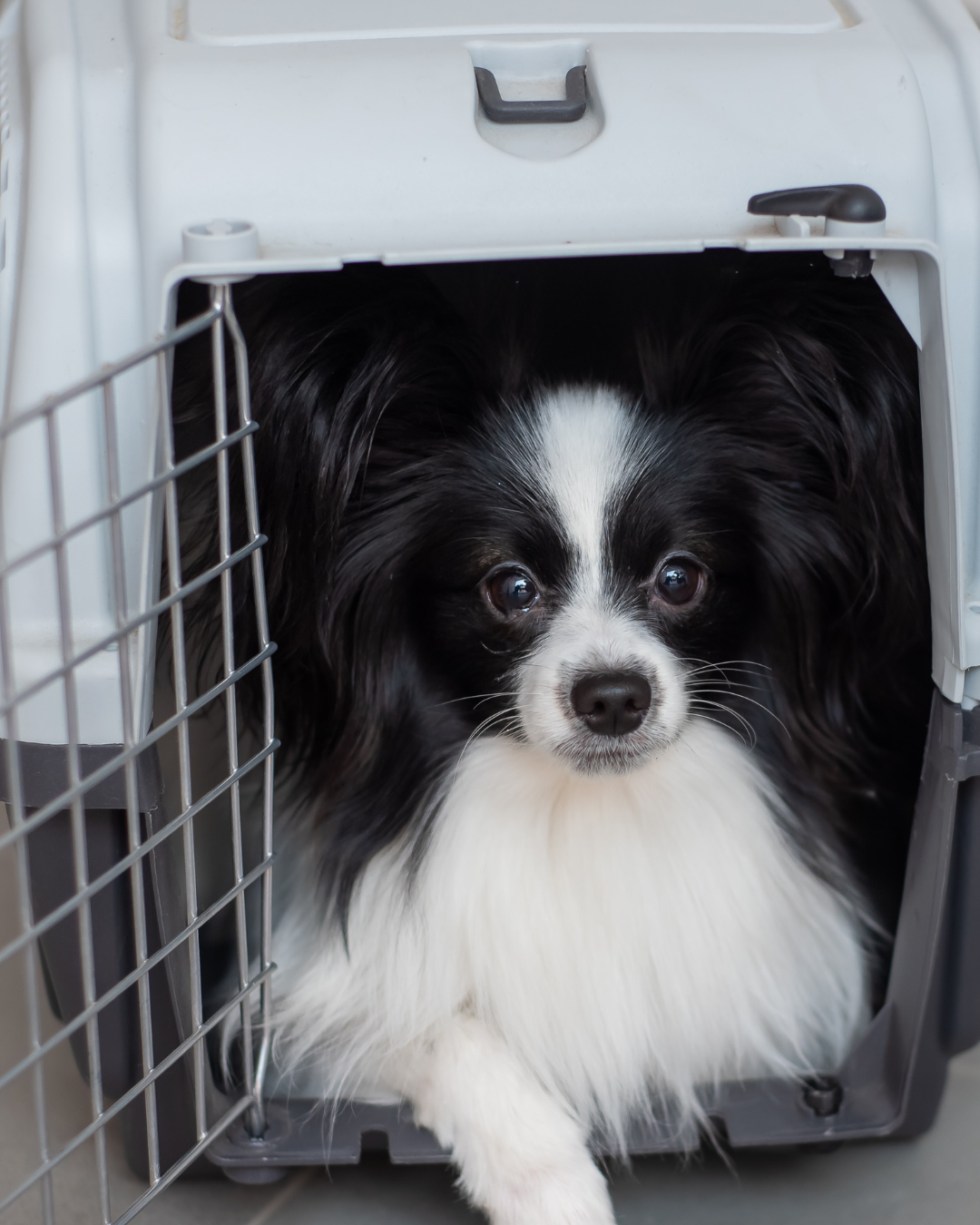 Brasil estabelece grupo de trabalho para reformular transporte aéreo de animais