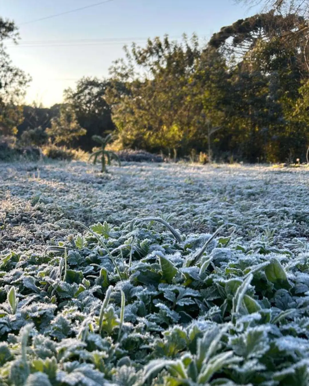 Paraná registra dia mais frio do ano com 15 cidades abaixo de zero, saiba quais