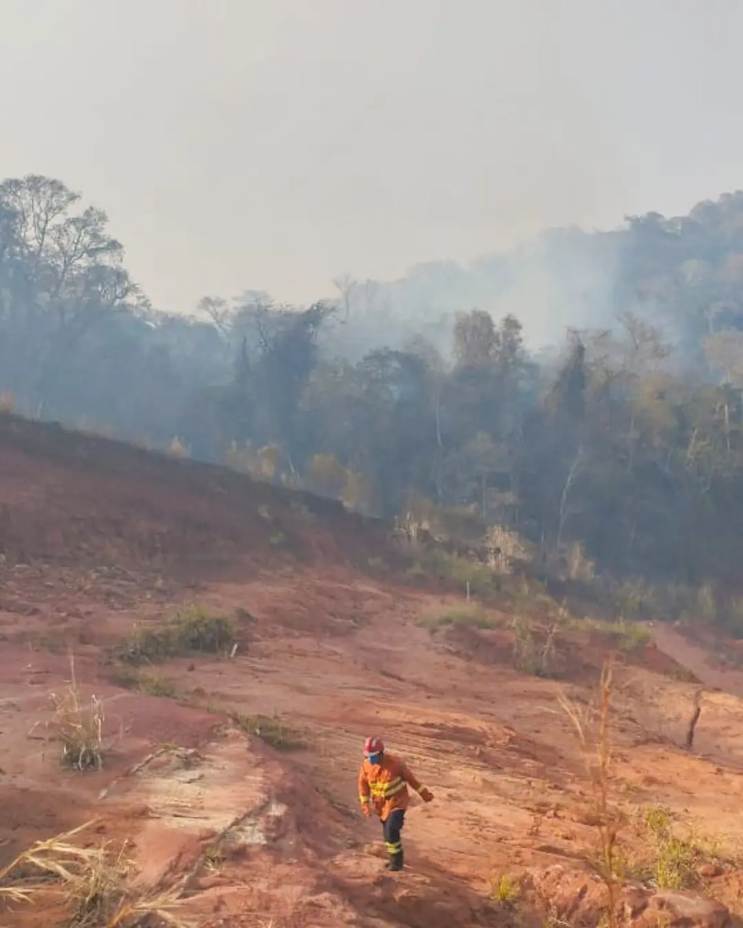 Paraná registra aumento de 17% em incêndios florestais em 2024, alertam bombeiros