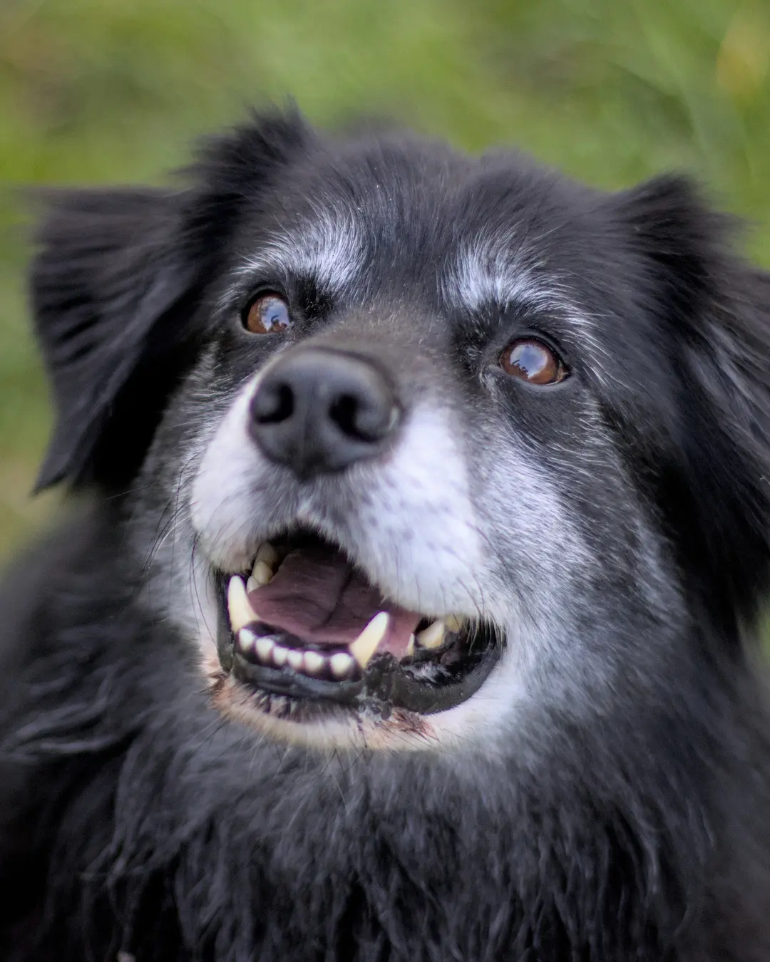 Atividades ideais para manter cães idosos felizes e saudáveis