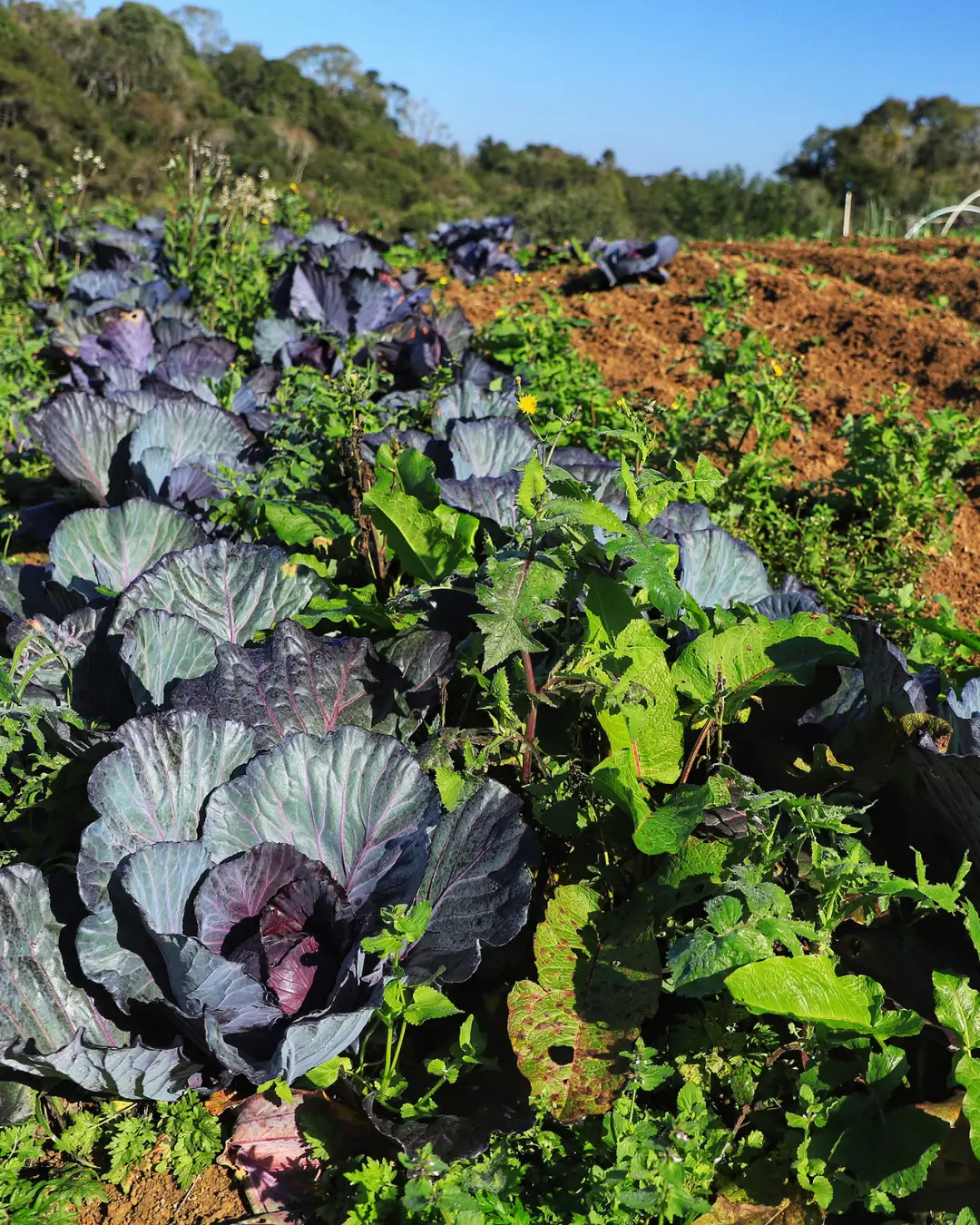 Projeto Nossa Gente Paraná beneficia quase 10 mil agricultores familiares com apoio financeiro e técnico