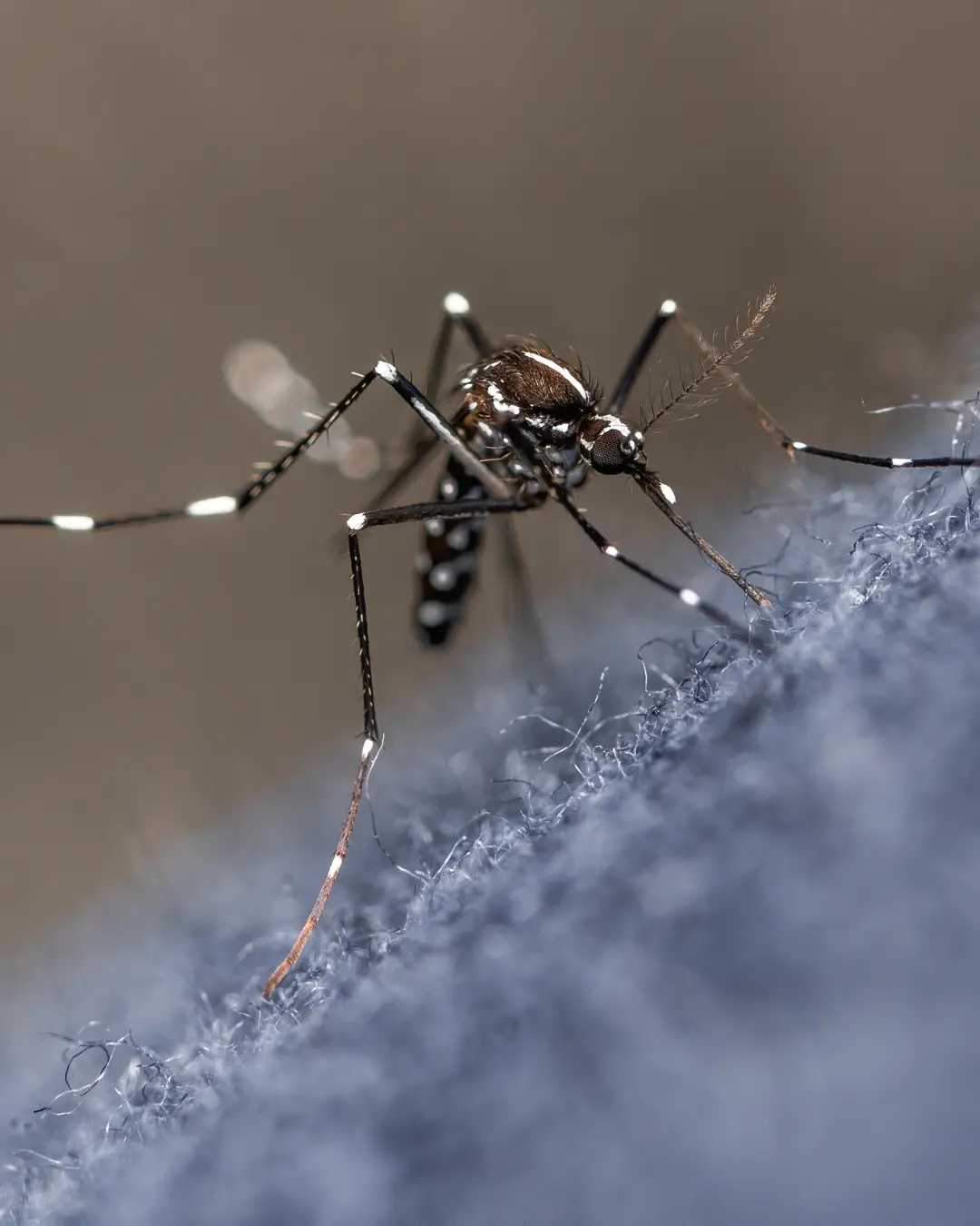 Dengue em 2024: mais de 6,4 milhões de casos e 5,9 mil mortes no Brasil