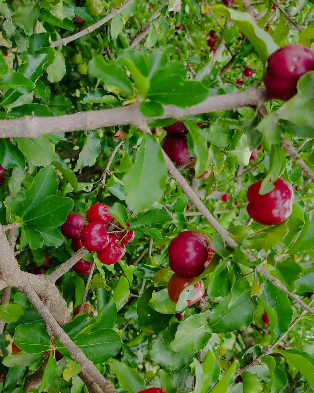 IDR-Paraná destaca inovação, sustentabilidade e capacitação na fruticultura no Show Rural Coopavel 2025