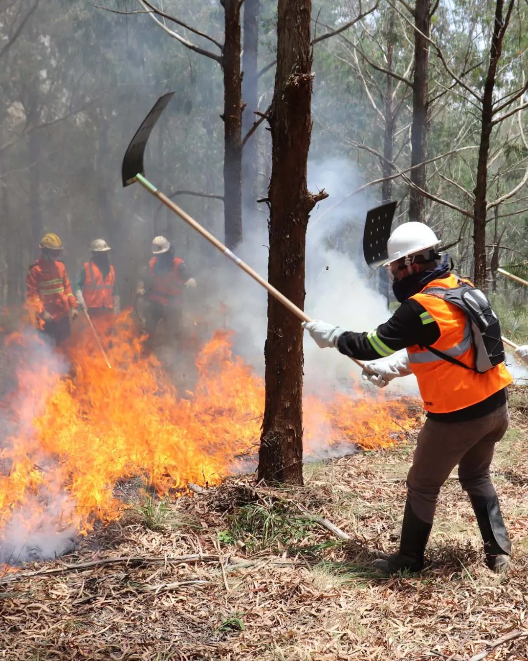 Inscrições abertas para formação de brigadistas florestais no Paraná