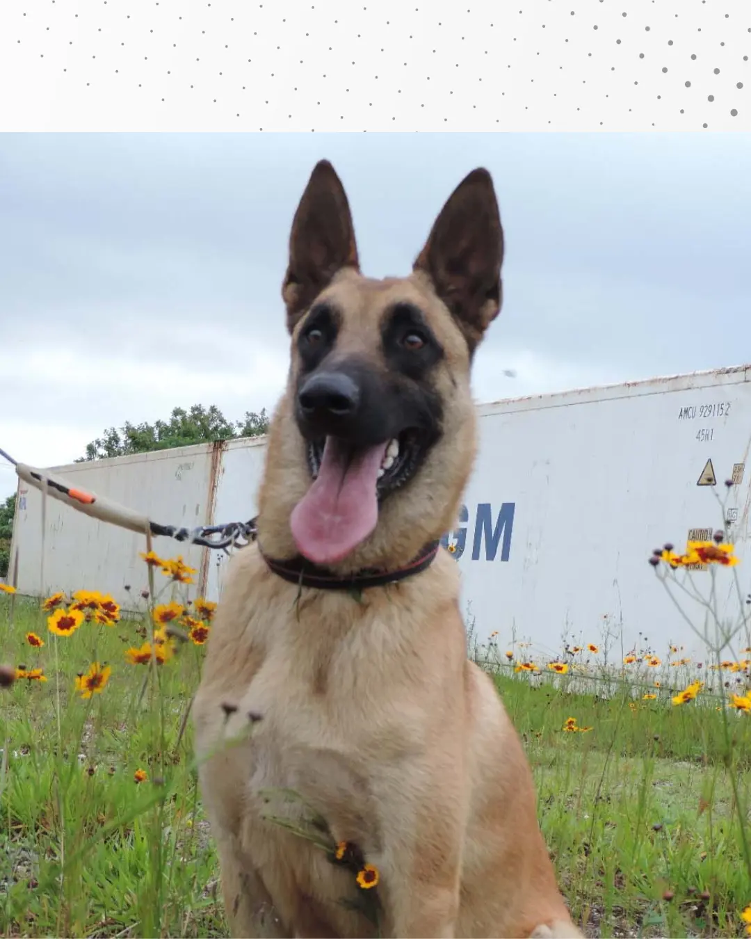 Polícia Científica do Paraná inova com cão especializado em detecção de sangue