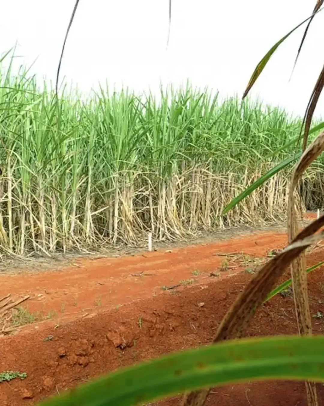 Descoberta de enzima brasileira pode revolucionar produção de biocombustíveis e plásticos