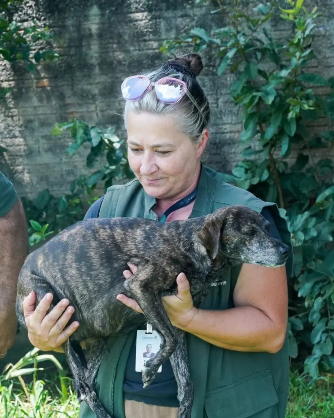 Proteção Animal de Colombo resgata cachorra no bairro Paloma