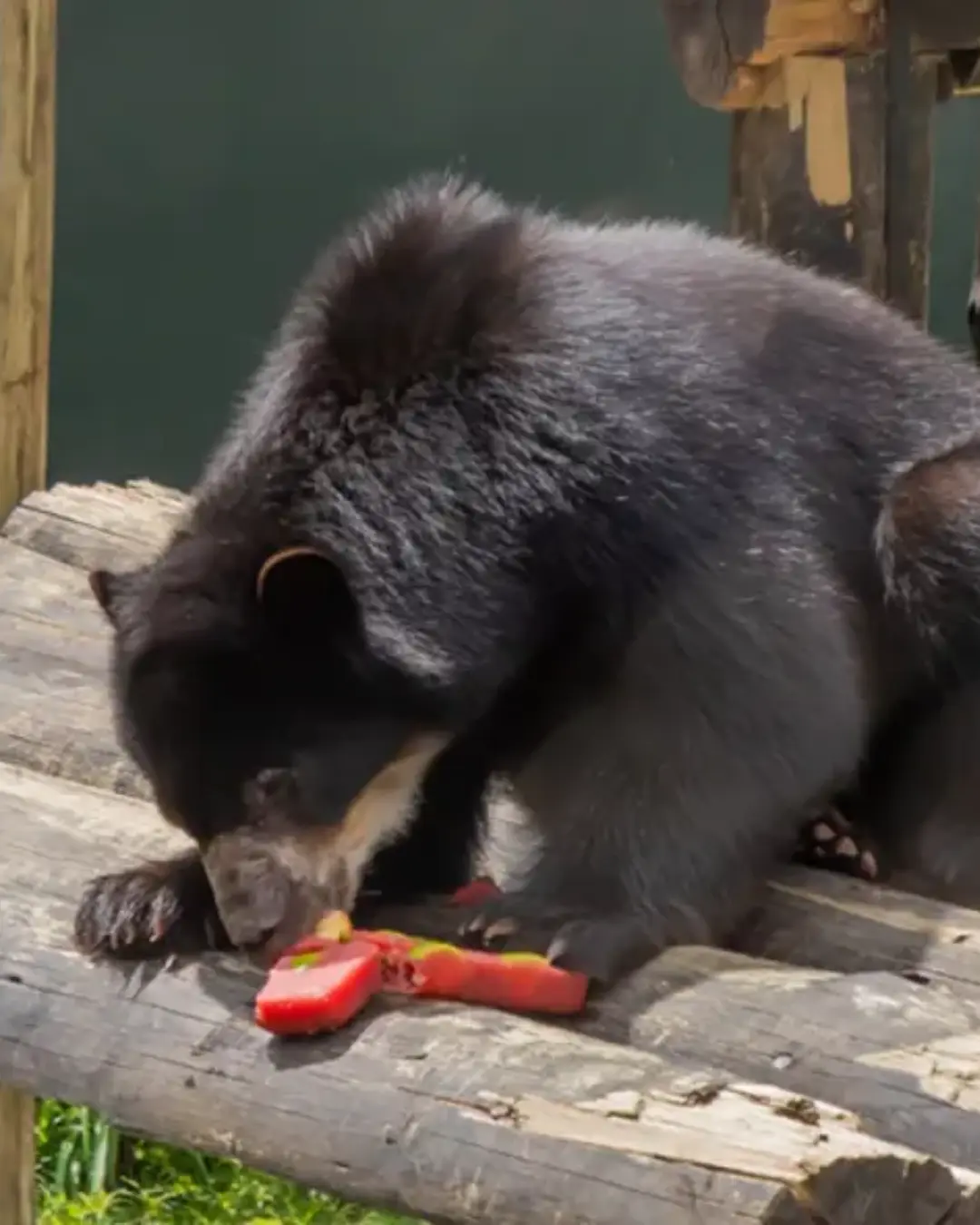 Zoo de Curitiba usa sorvetes de frutas para aliviar calor de chimpanzés e urso-de-óculos