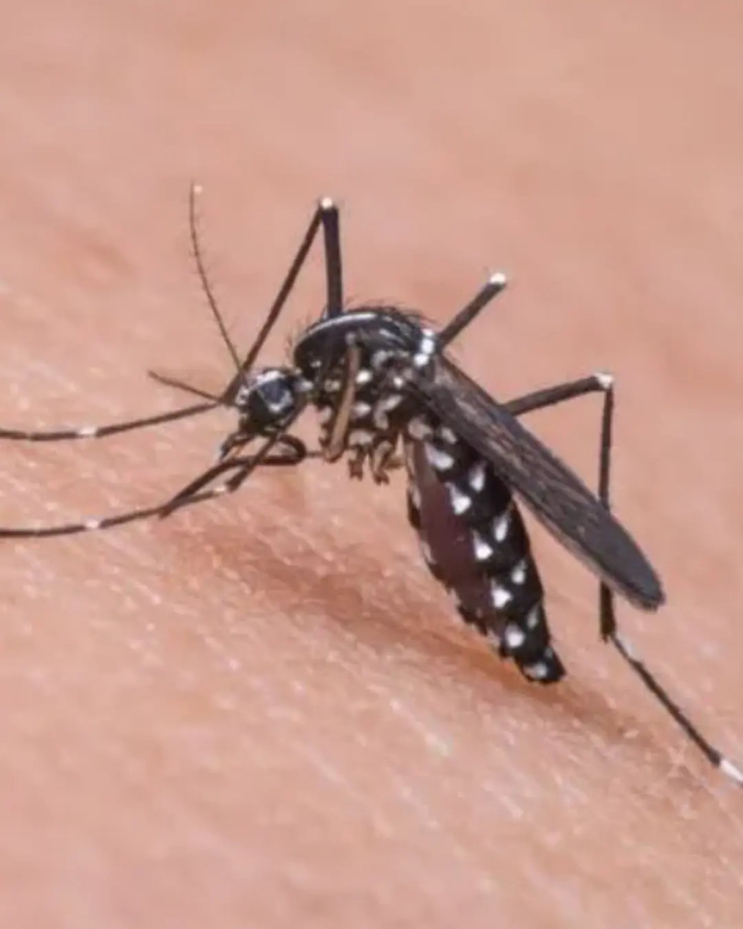 Casos de dengue caem 75% no Brasil em comparação ao ano passado, aponta Ministério da Saúde