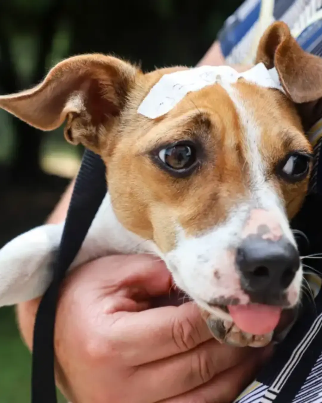 Curitiba aprova transporte de cães e gatos no transporte coletivo; confira as condições e restrições