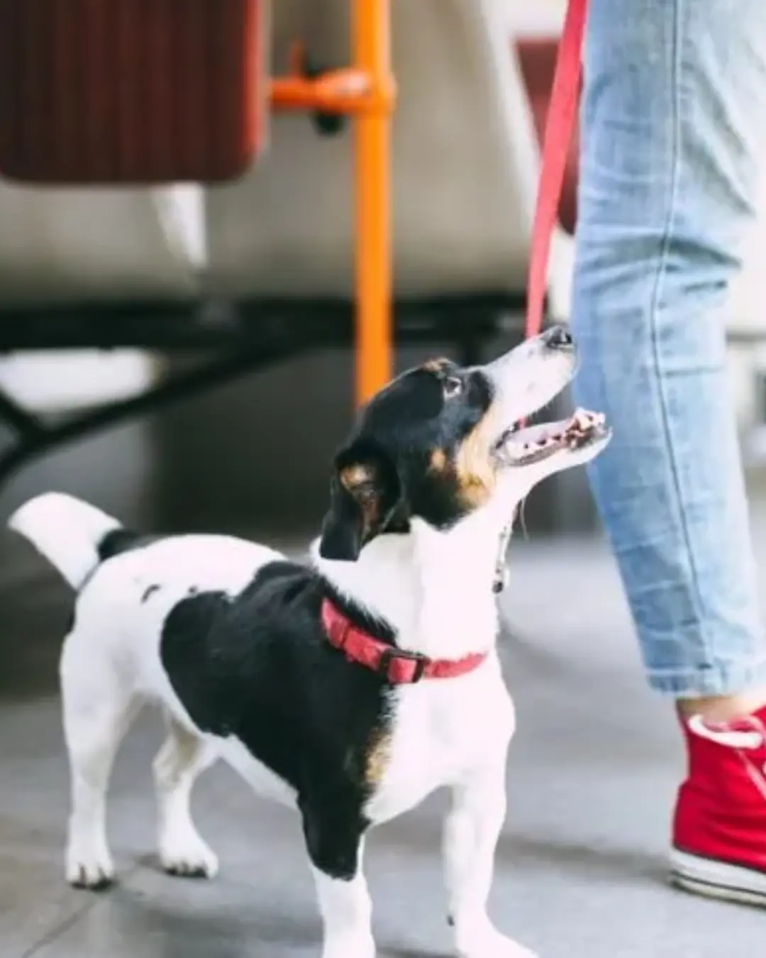 Curitiba autoriza transporte de cães e gatos de até 12 quilos nos ônibus municipais
