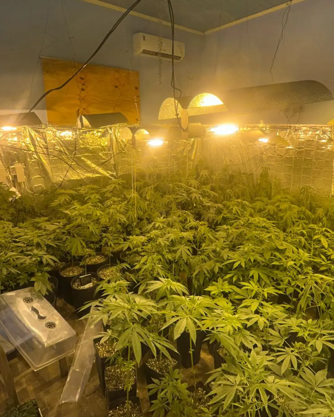 Estufa com 415 pés de maconha é descoberta pela Polícia Militar em Campo Largo