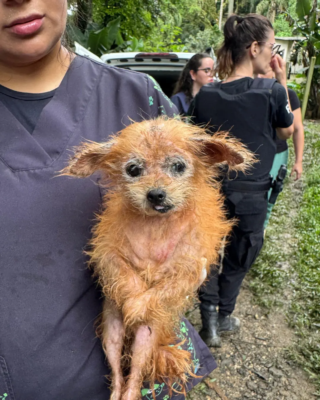 Abril Laranja reforça combate aos maus-tratos contra animais no Paraná