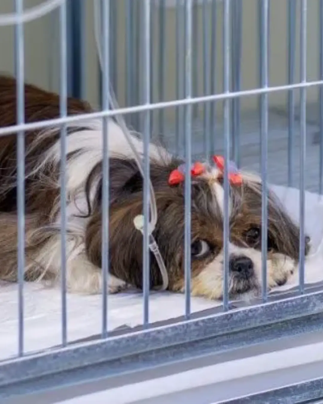 Curitiba garante atendimento veterinário gratuito e vitalício para cães adotados do CRAR