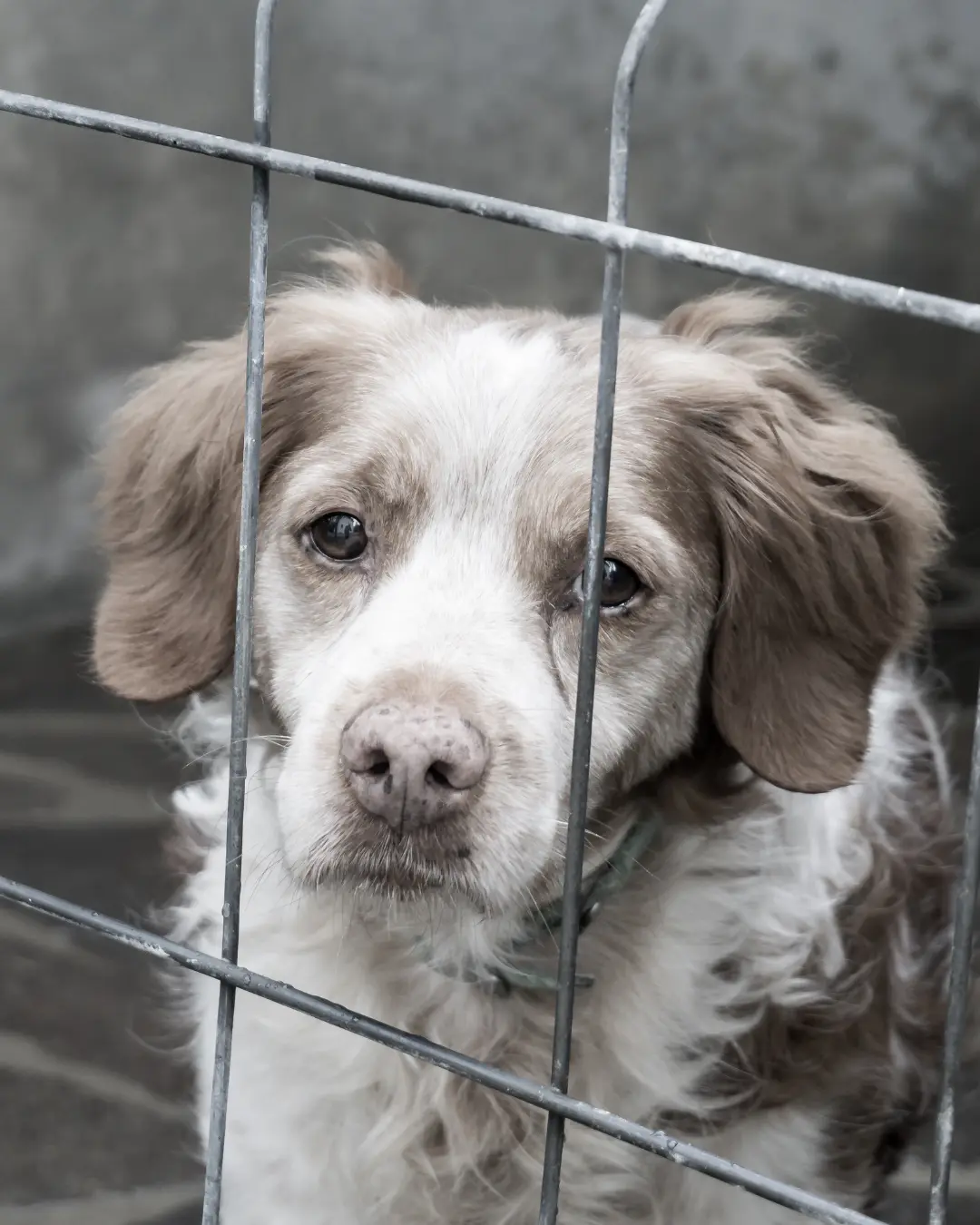 Justiça obriga Prefeitura de Curitiba a realocar 17 cães mantidos em condições precárias no Boqueirão