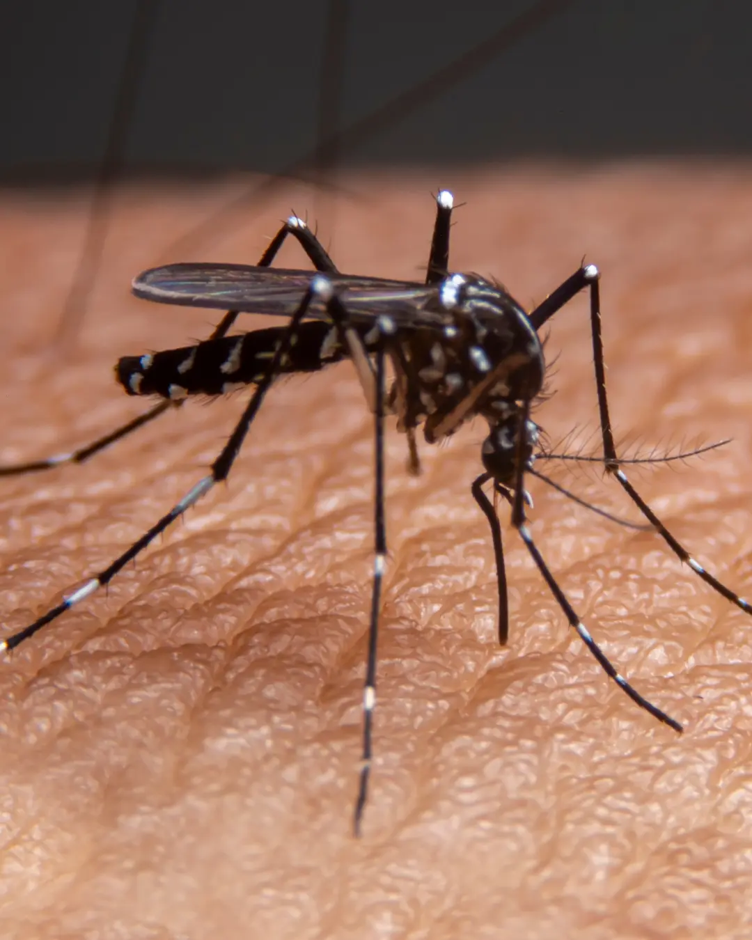 Paraná registra 3.302 novos casos de dengue, três mortes e primeiro óbito por chikungunya