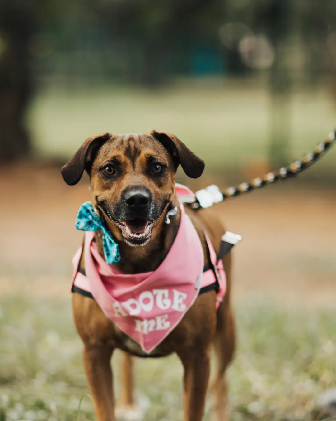 Por que coleira e guia são essenciais para passeios seguros com cães