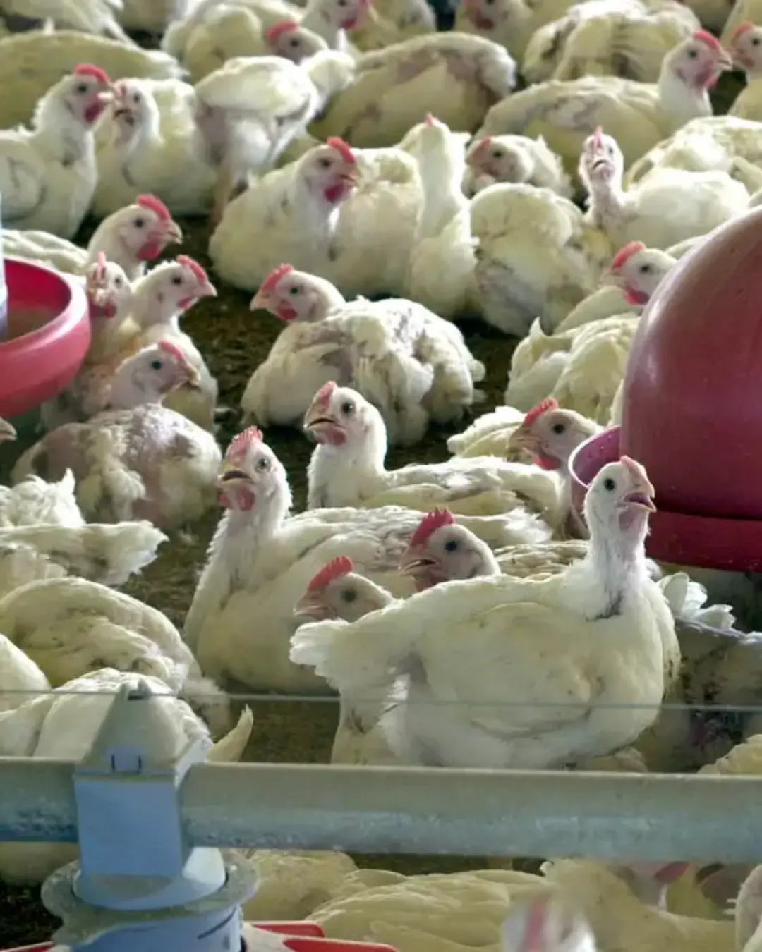 Primeiro caso de gripe aviária é confirmado em matrizeiro comercial no Brasil: impacto e orientações
