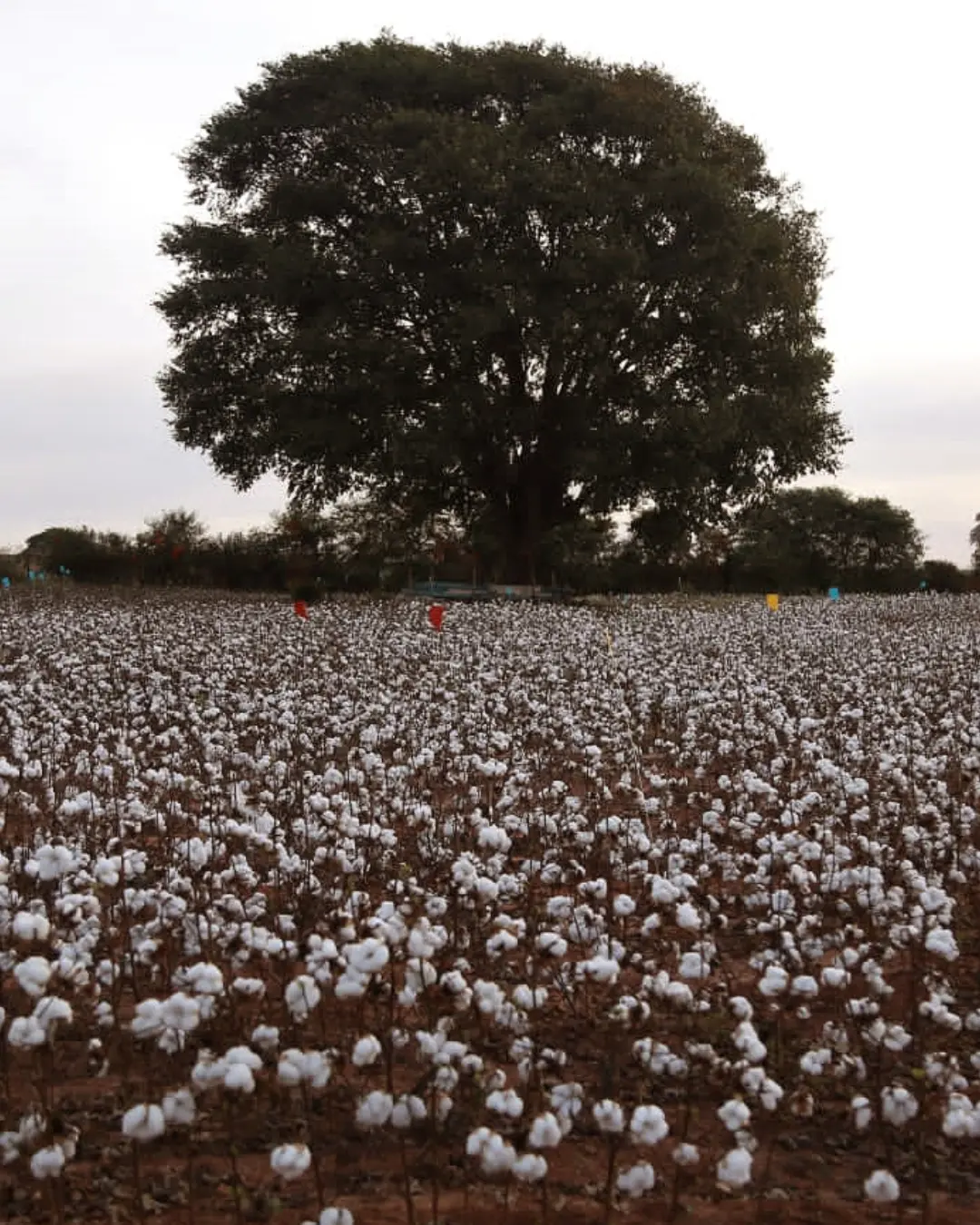 Algodão volta a crescer no Paraná com alta rentabilidade e menor uso de água