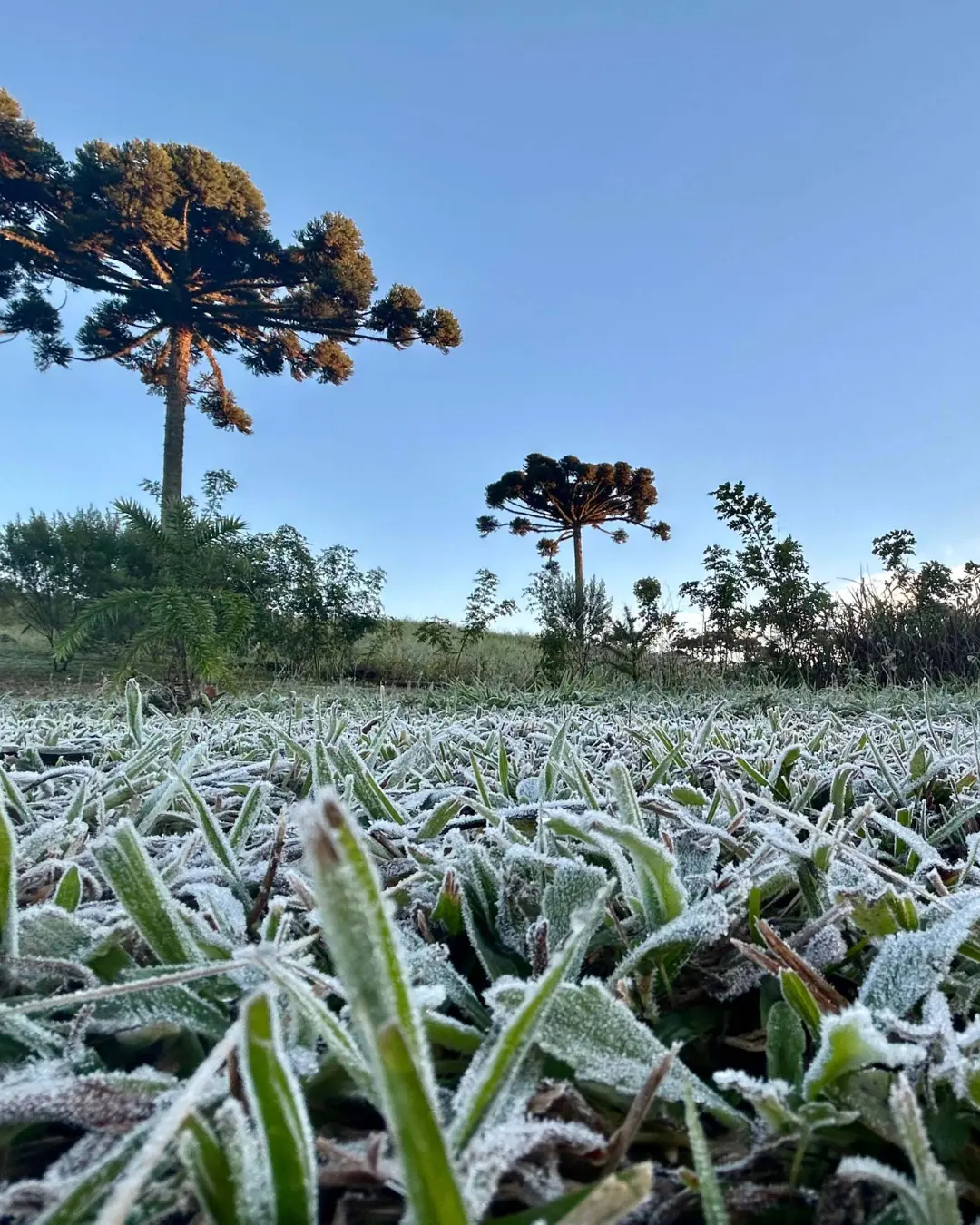 Curitiba deve registrar primeiras geadas do ano com avanço de ar polar