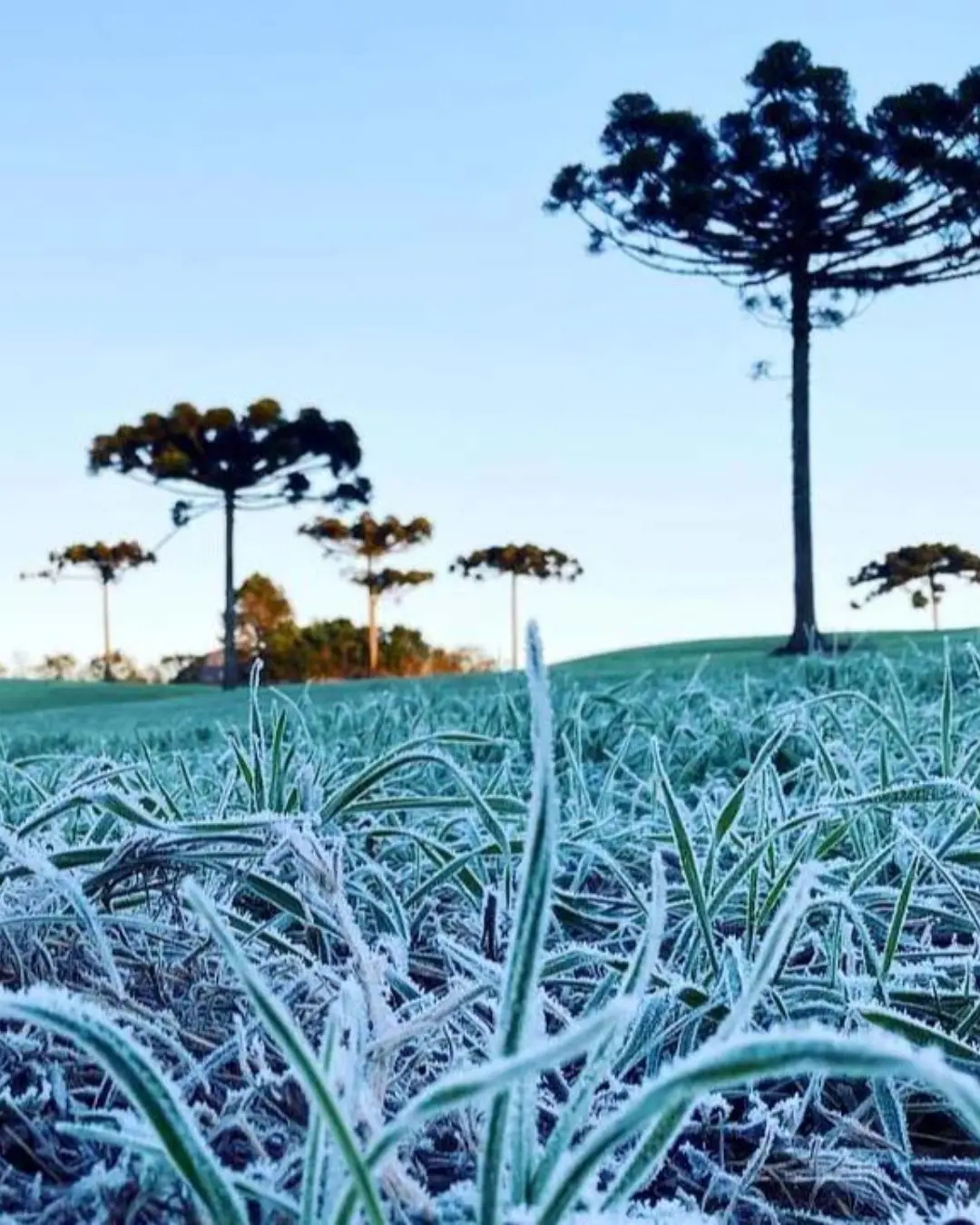 Curitiba tem temperatura mais baixa de 2025 pelo segundo dia seguido e registra -0,3 ºC