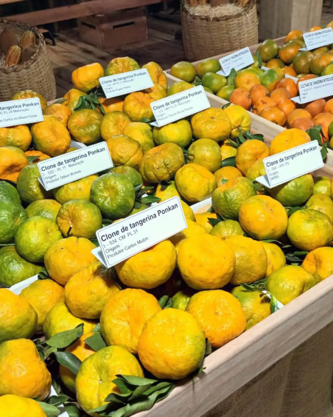 Festa da Ponkan atrai milhares de visitantes e reforça importância econômica de Cerro Azul