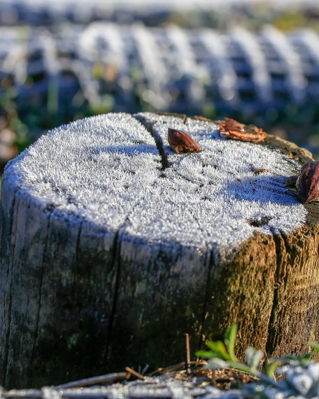 Inverno de 2025 terá mais frio e eventos climáticos marcados por neutralidade no Pacífico