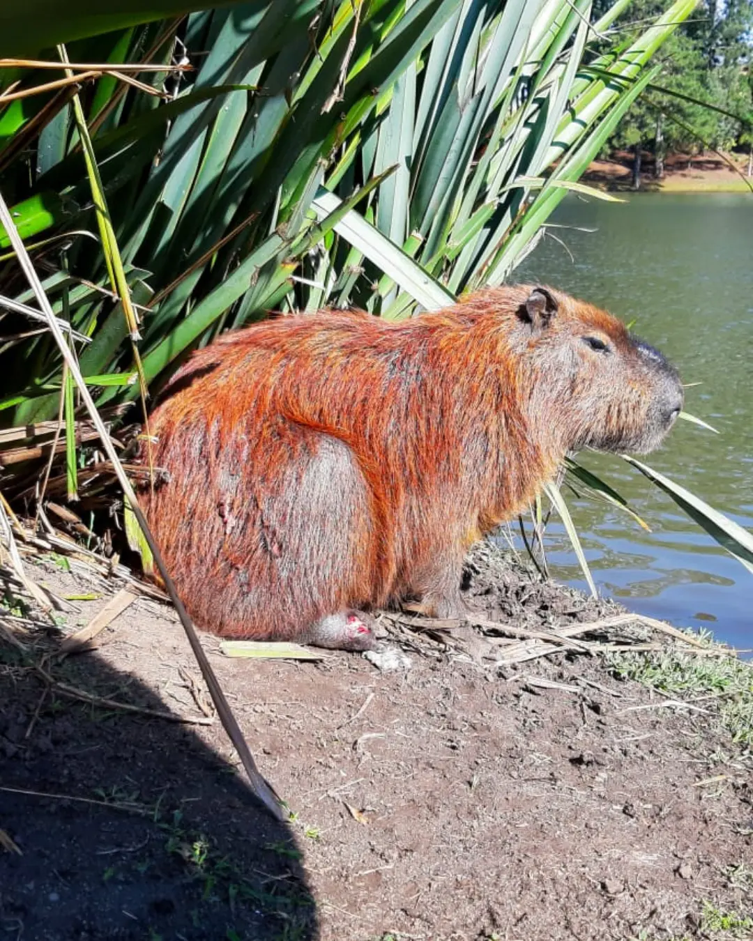 Meio Ambiente de Quatro Barras acompanha caso de capivara ferida no Parque do Lago