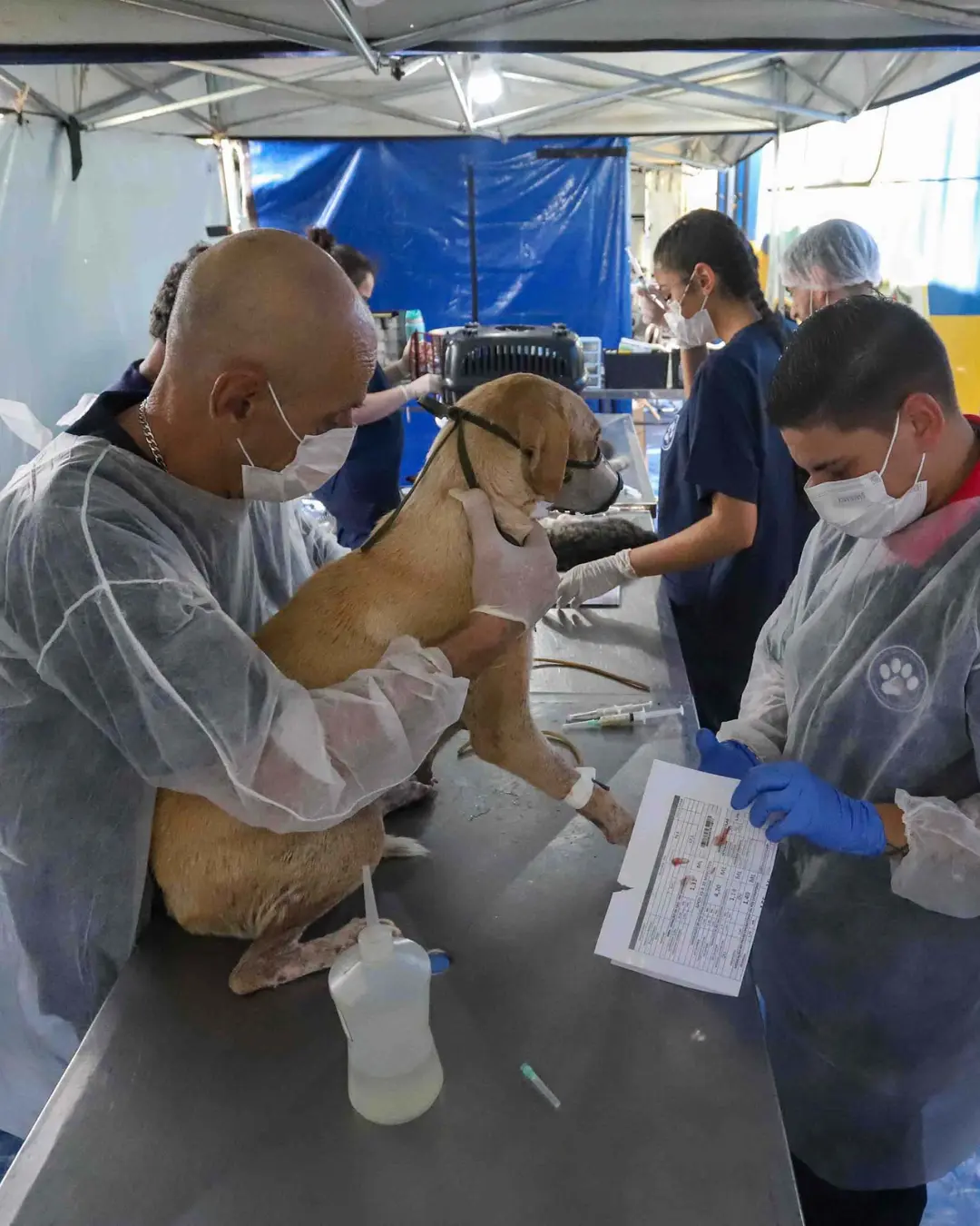5º ciclo do CastraPet Paraná levará esterilização animal a 84 cidades pela primeira vez